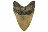 Serrated, Fossil Megalodon Tooth - North Carolina #328316-2